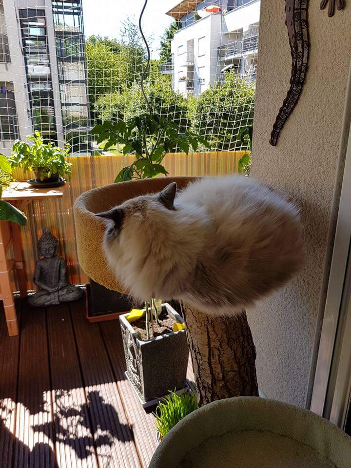 Katzennetze am Balkon
